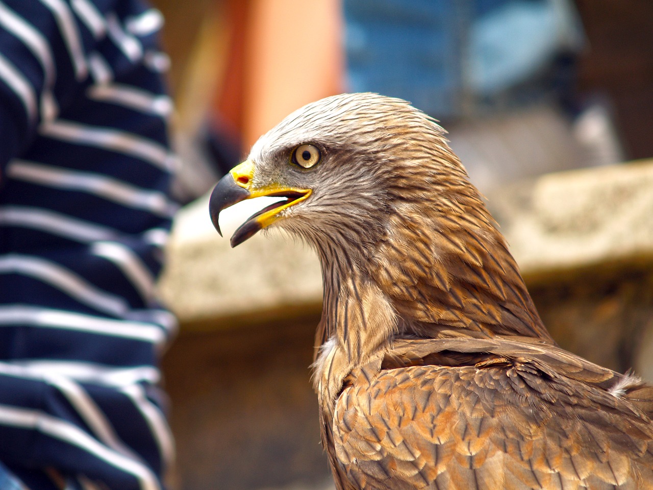 Aguila, Ave, Treniruotas, Maldos Pauksčiai, Plunksnos, Piko, Nemokamos Nuotraukos,  Nemokama Licenzija