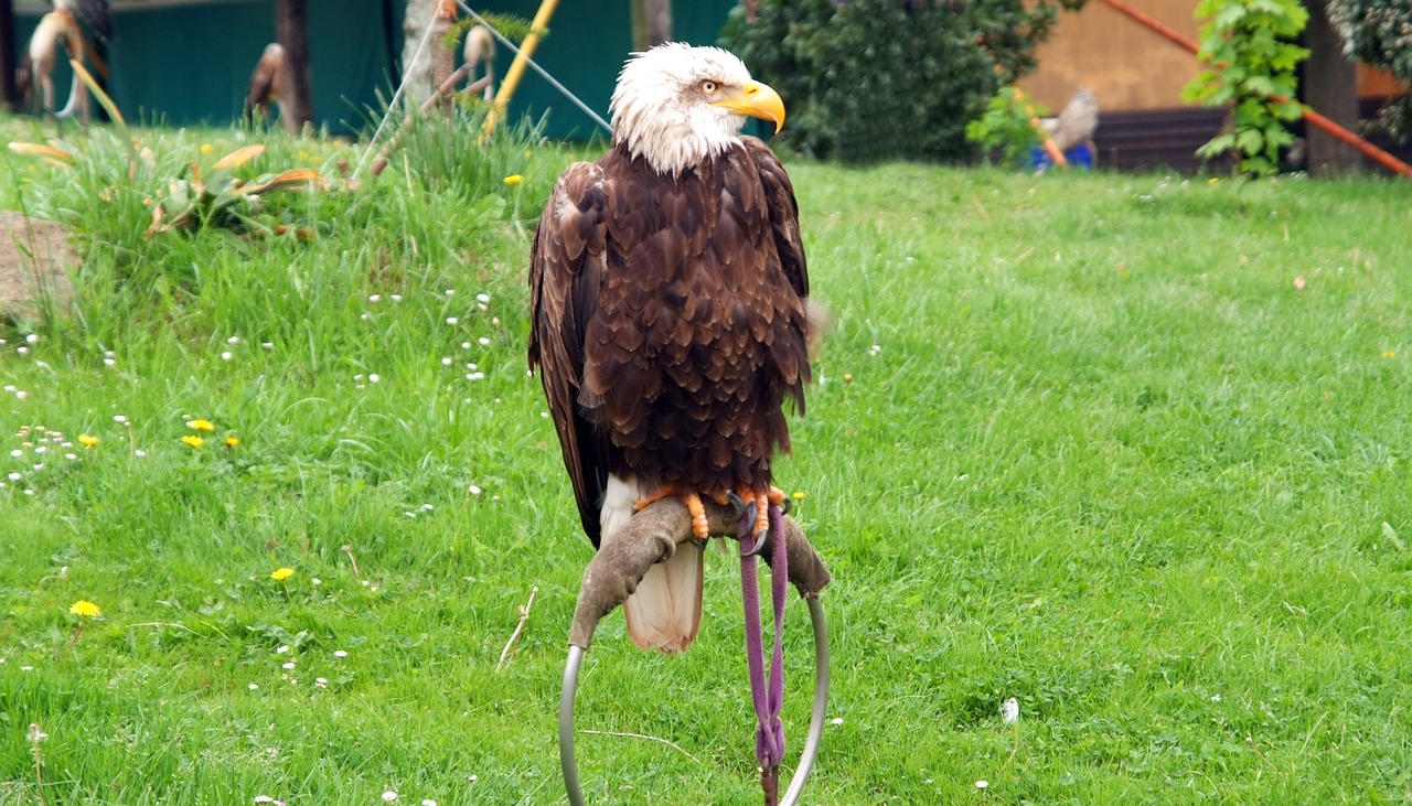 Aguila, Amerikietis, Paukštis, Plėšrusis Paukštis, Imperijos Erelis, Plunksnos, Ave, Maldos Pauksčiai, Gyvūnas, Gyvūnai