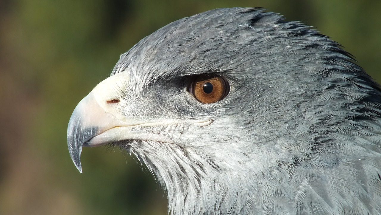 Aguila, Peru, Ave, Rašiklis, Portretas, Nemokamos Nuotraukos,  Nemokama Licenzija