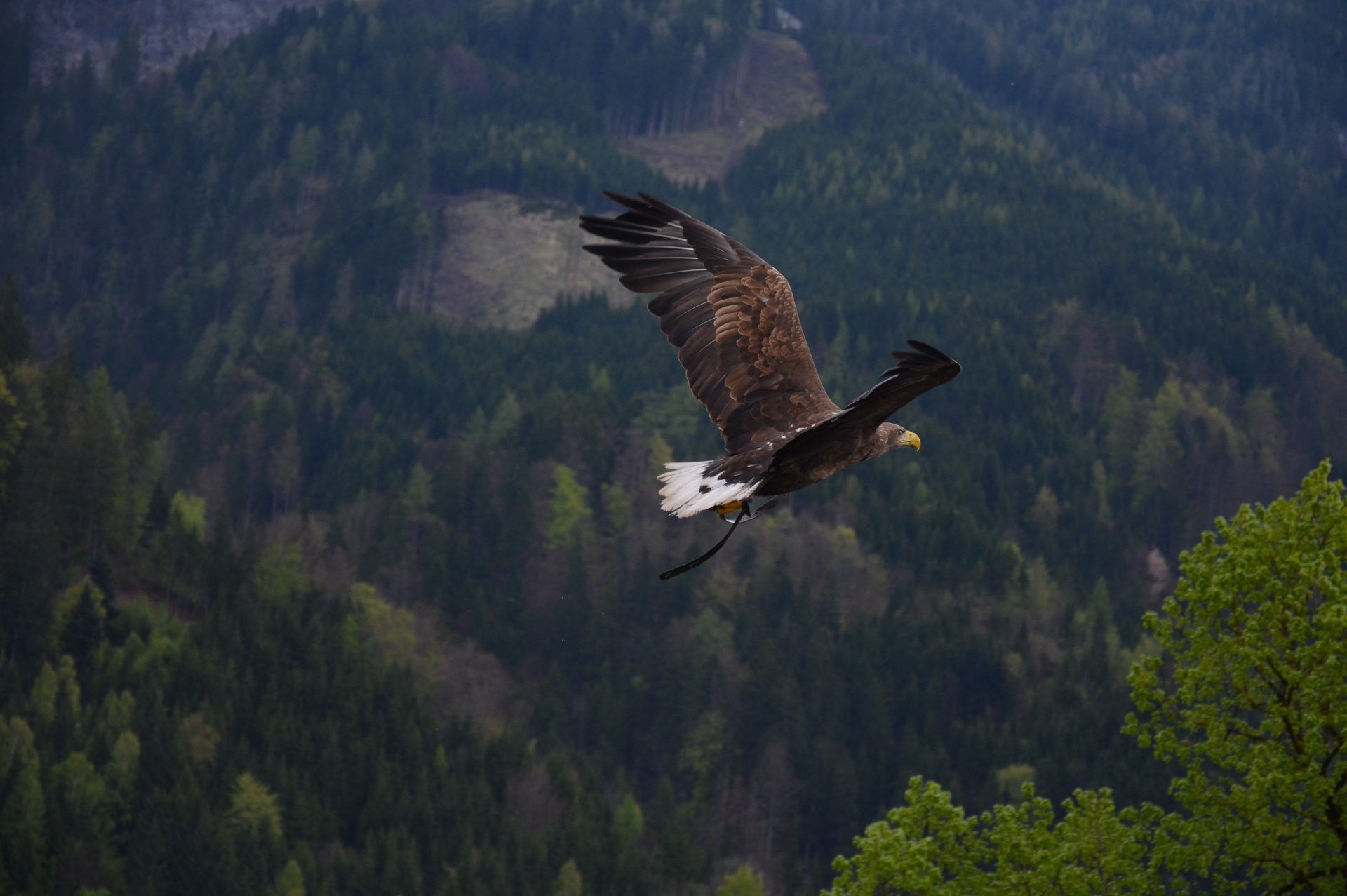 Nuplikęs,  Erelis,  Paukštis,  Gyvūnas,  Heraldinis,  Uodega,  Balta,  Raptoras,  Sąskaitą,  Erelis