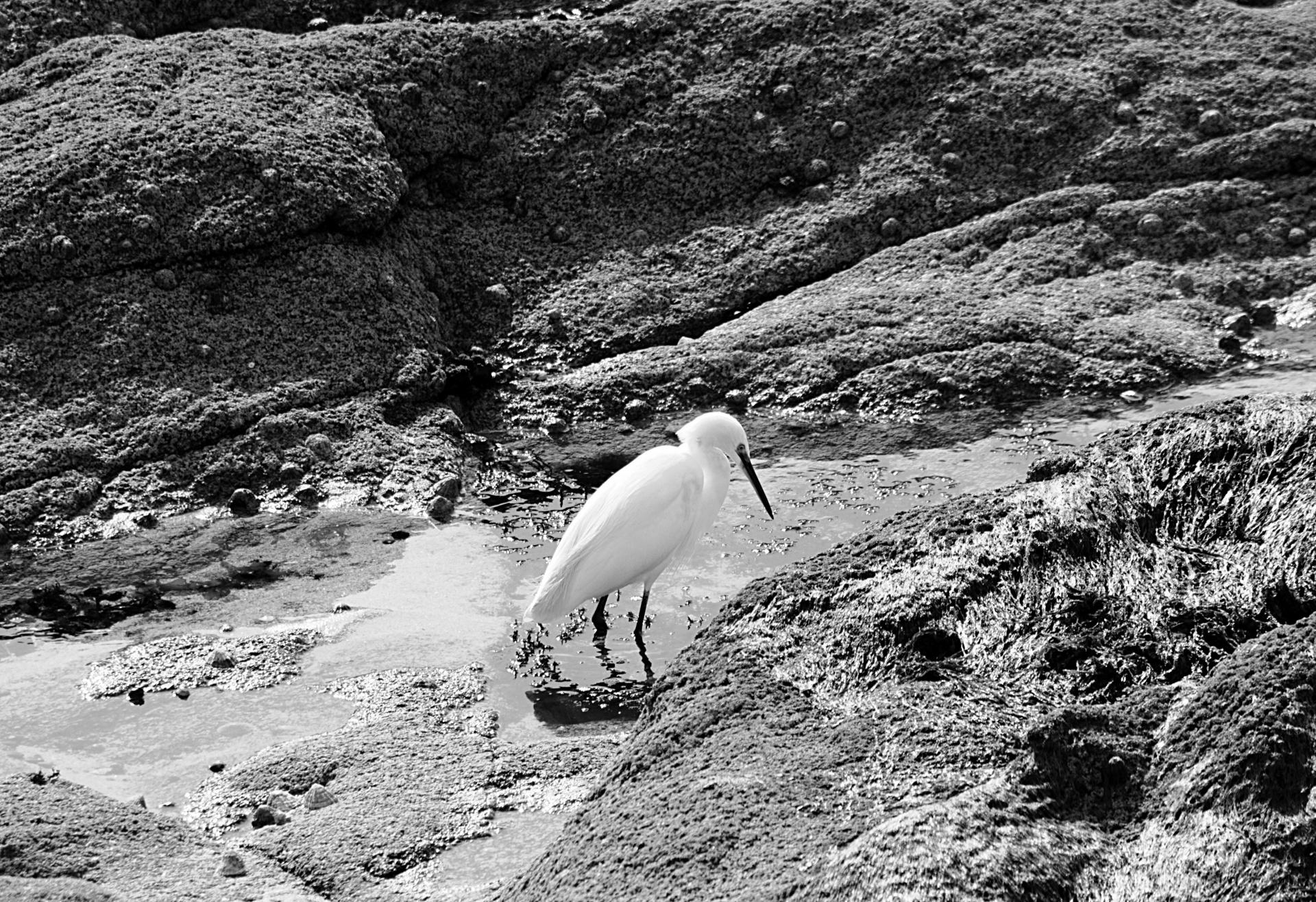 Gamta,  Egret,  Ilgas & Nbsp,  Snapas,  Balta & Nbsp,  Paukštis,  Wader,  Laukinė Gamta,  Egret, Nemokamos Nuotraukos