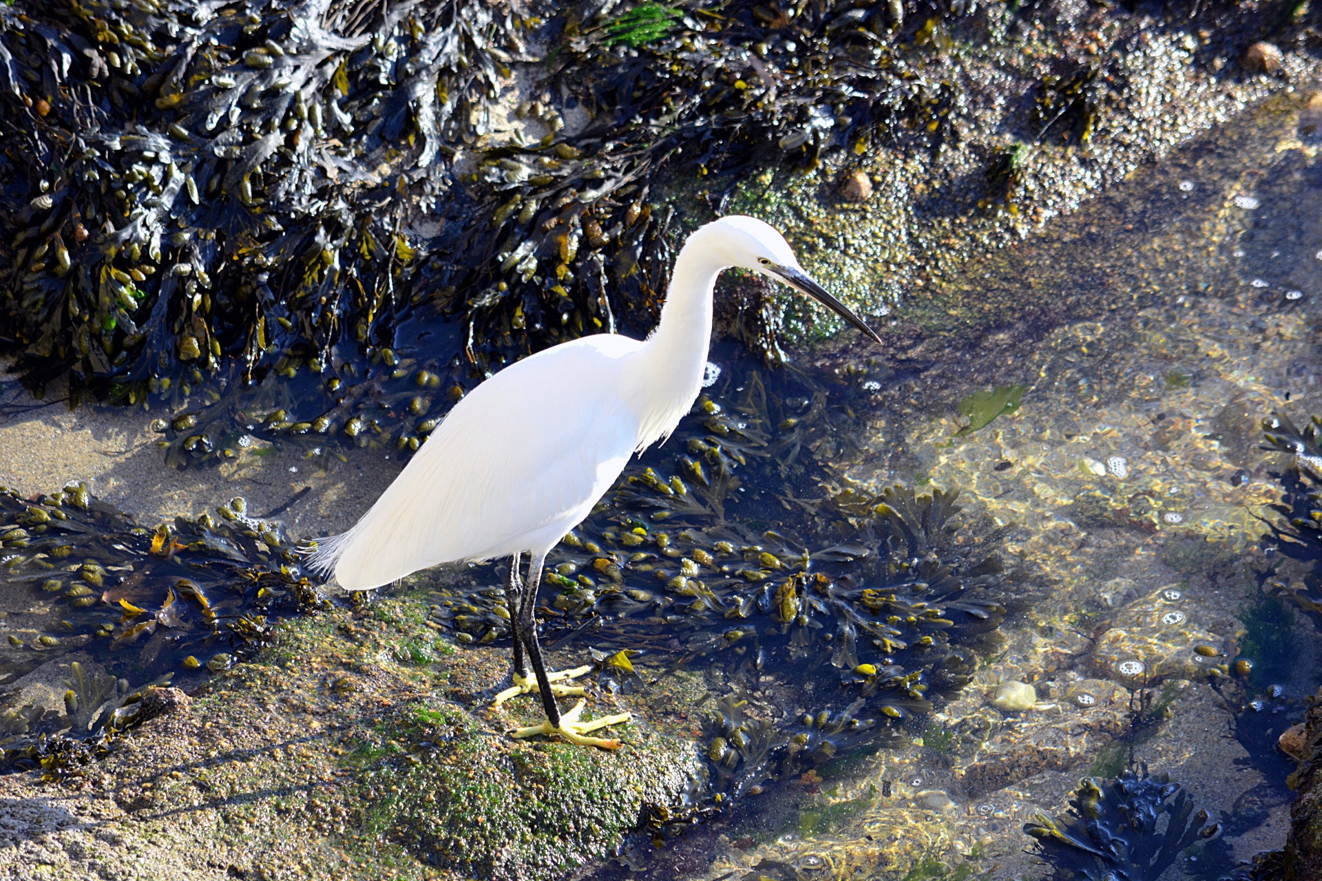 Paukštis,  Laukinė Gamta,  Ornitologija,  Jūra,  Rokas,  Vandenynas,  Plunksnos,  Egret,  Aigrette Prie Vandens Krašto, Nemokamos Nuotraukos