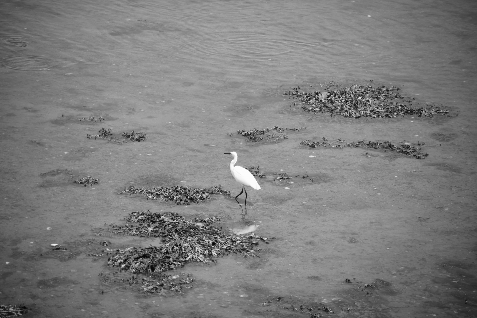 Egret,  Paukštis,  Ornitologija,  Wader,  Heronas,  Balta & Nbsp,  Paukštis,  Paukštis & Nbsp,  Žvejys,  Tvenkinys