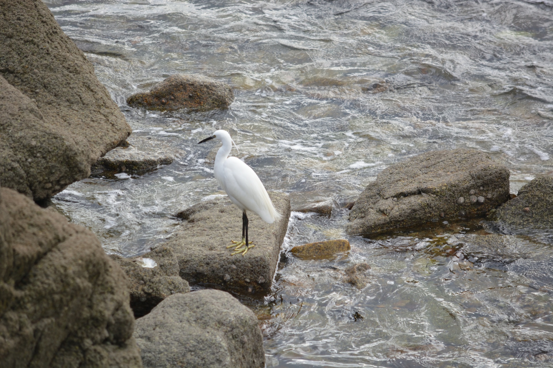 Egret,  Paukštis,  Wader,  Ilgas & Nbsp,  Snapas,  Balta,  Paukštis & Nbsp,  Žvejys,  Gyvūnas,  Paukštis