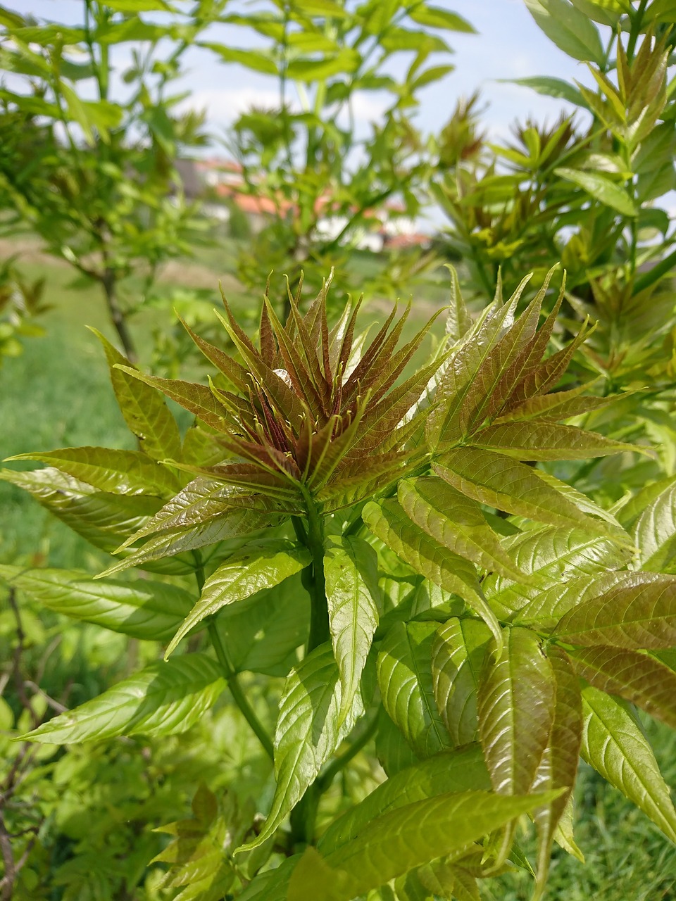 Ailanthus, Altissima, Ailanthus Altissima, Lapuočių Medis, Nemokamos Nuotraukos,  Nemokama Licenzija