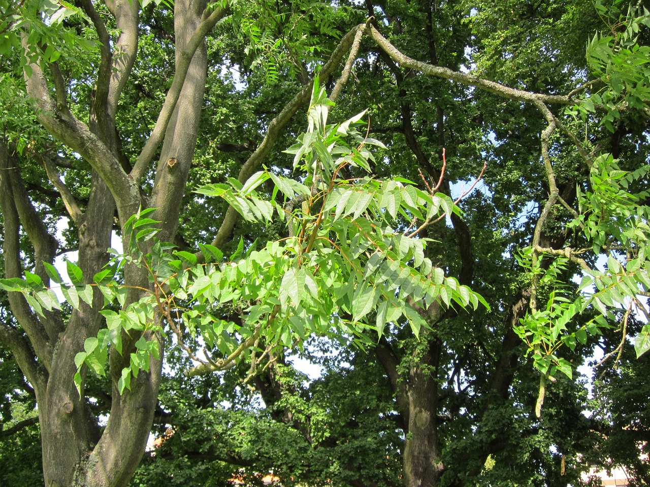 Ailanthus Altissima,  Dangaus Medis,  Flora,  Botanika,  Invazinis,  Rūšis,  Augalas,  Medis,  Lapai, Nemokamos Nuotraukos