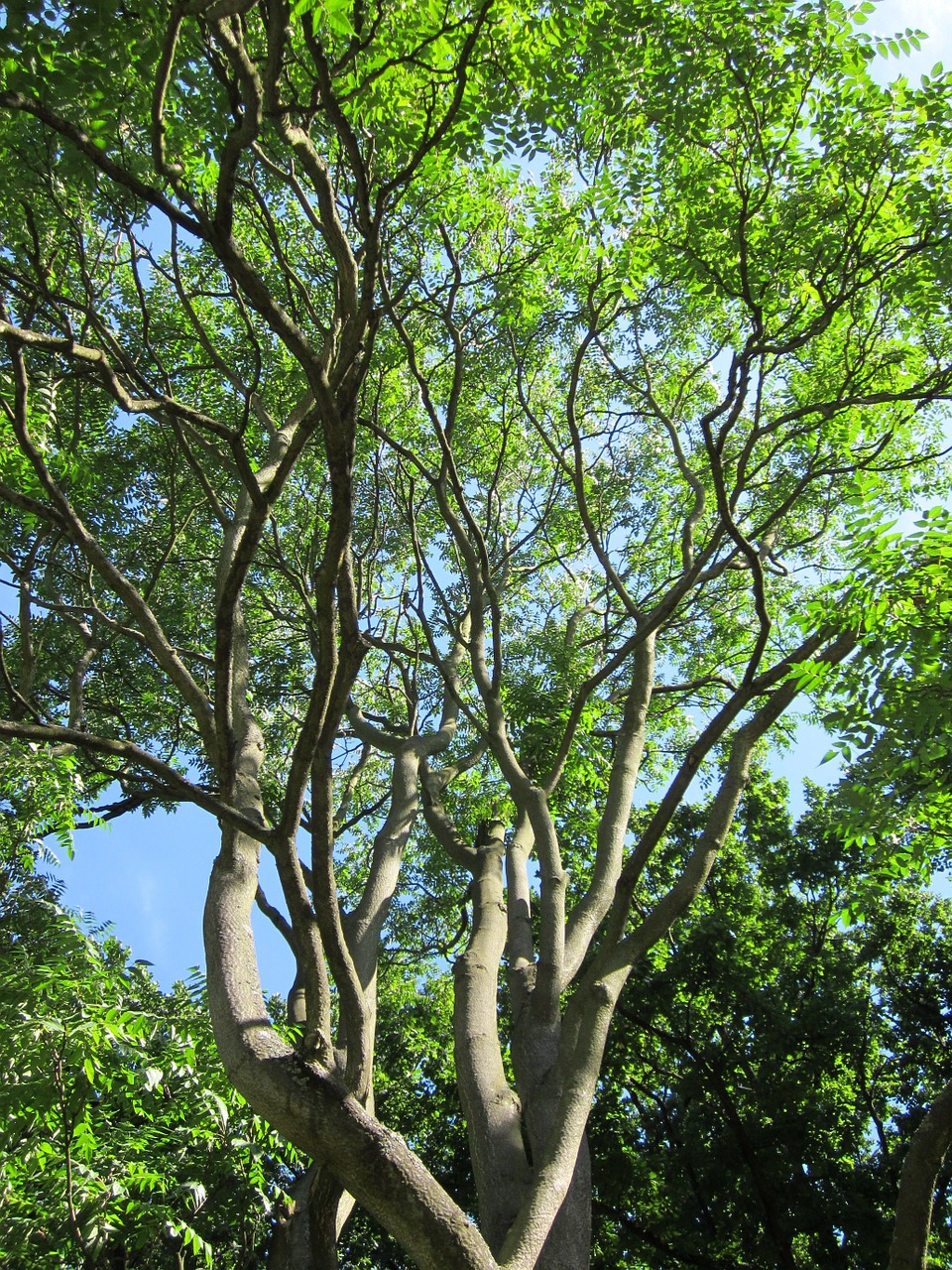 Ailanthus Altissima,  Ailanthus,  Dangaus Medis,  Medis,  Augalas,  Flora,  Botanika,  Rūšis,  Lapai,  Lapija