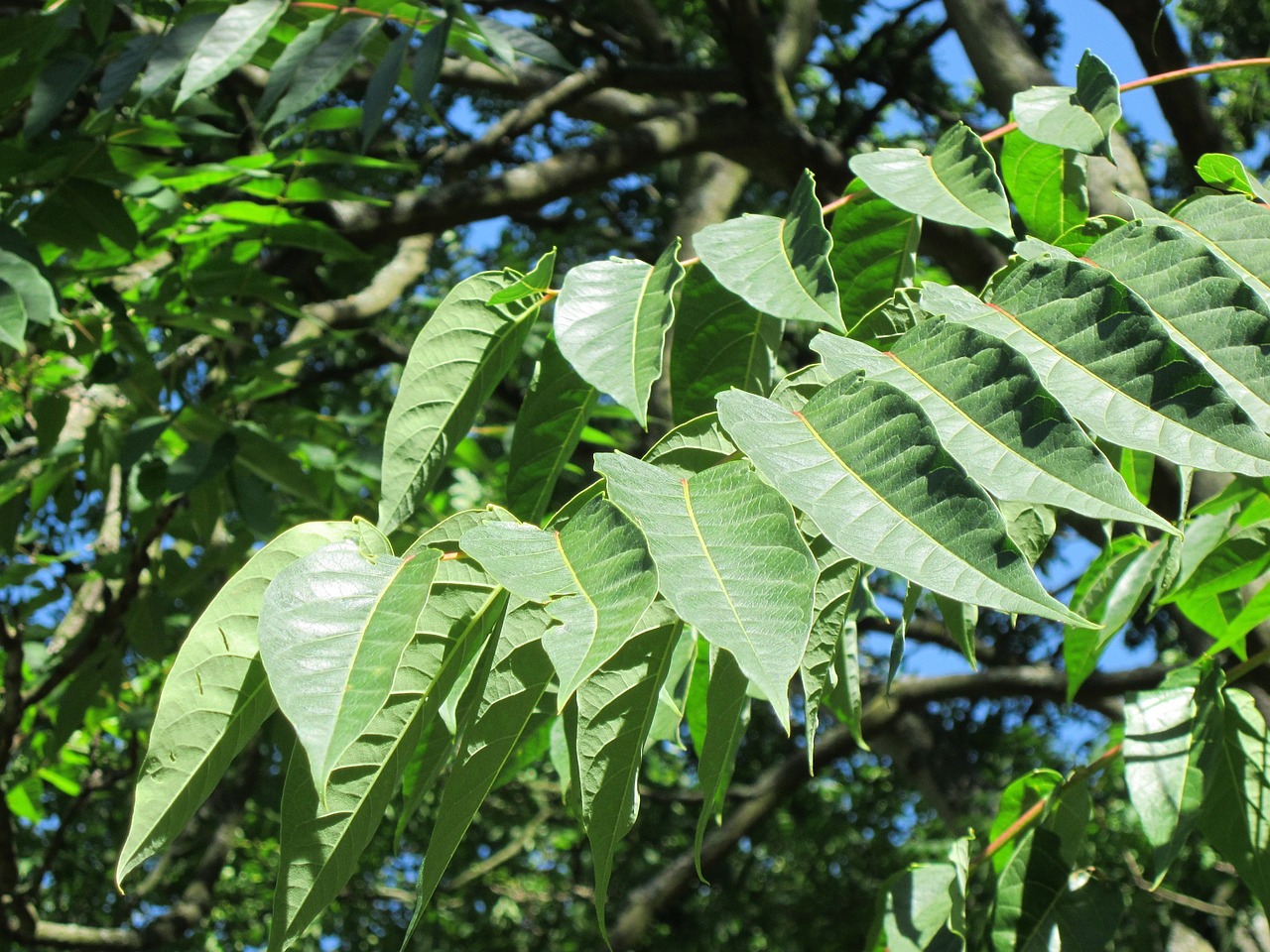 Ailanthus Altissima,  Ailanthus,  Dangaus Medis,  Medis,  Augalas,  Flora,  Botanika,  Rūšis,  Lapai,  Lapija