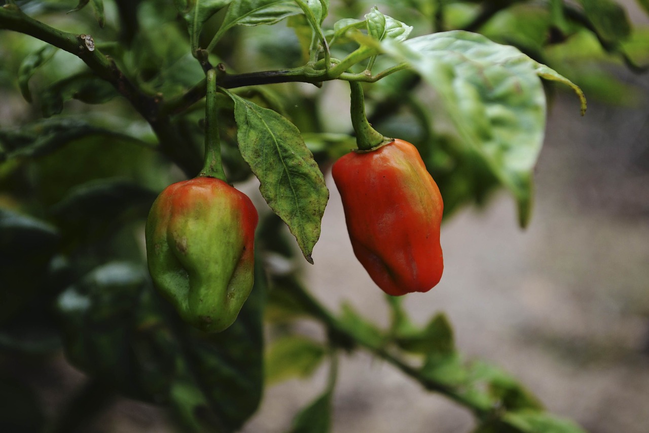 Aji, Paprikos, Sodinti, Aštrus, Pipirai, Čile, Maistas, Čili, Daržovės, Gamta