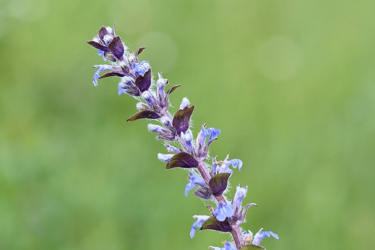 Ajuga Günsel,  Ajuga Reptans,  Augalas,  Pievų Augalai,  Gamta,  Pavasaris,  Uždaryti, Nemokamos Nuotraukos,  Nemokama Licenzija