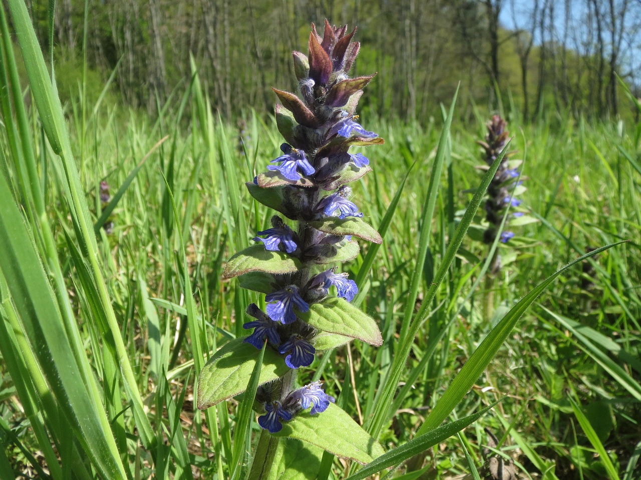 Ajuga Reptans, Bugle, Mėlyna Bugle, Bugleherb, Bugleweed, Kiliminės Drožlės, Kilimų Bungleweed, Bendroji Bugle, Wildflower, Flora