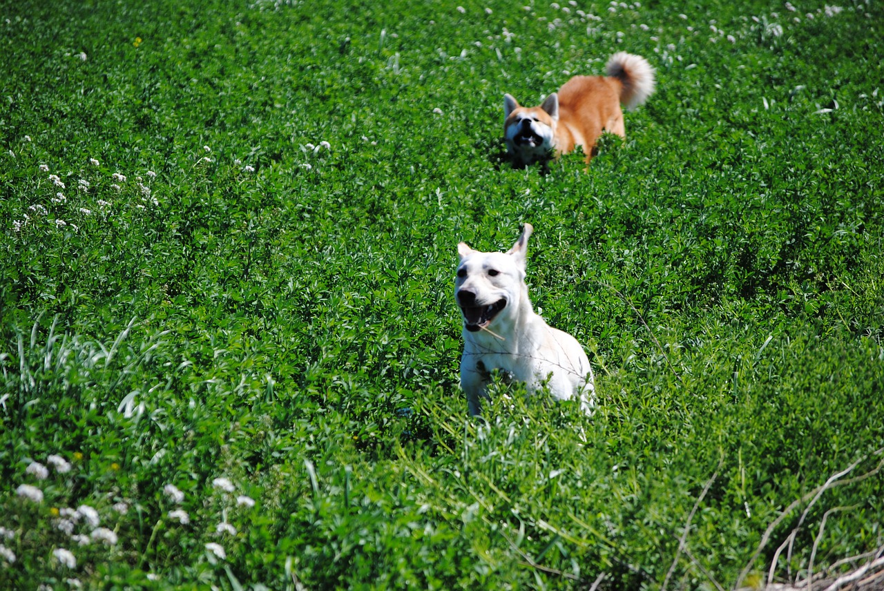 Akita, Labradoras, Šunys, Nemokamos Nuotraukos,  Nemokama Licenzija