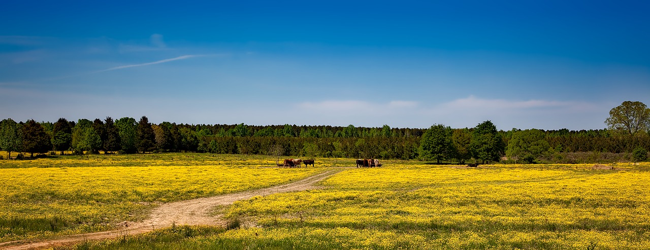 Alabama, Ūkis, Panorama, Hdr, Kraštovaizdis, Vaizdingas, Karvės, Galvijai, Laukas, Pieva