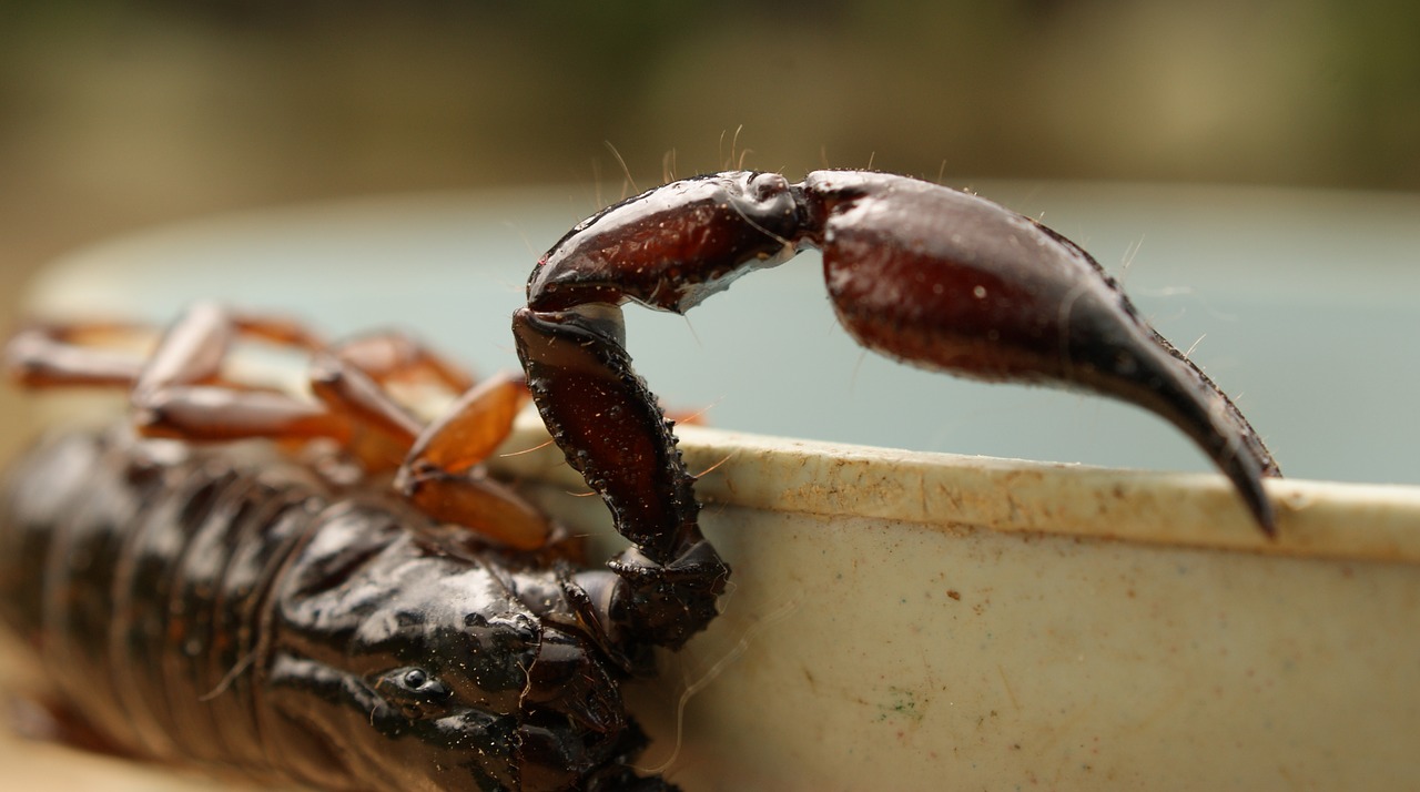 Alakranas, Gamta, Finlandia, Quindio, Kolumbija, Nemokamos Nuotraukos,  Nemokama Licenzija