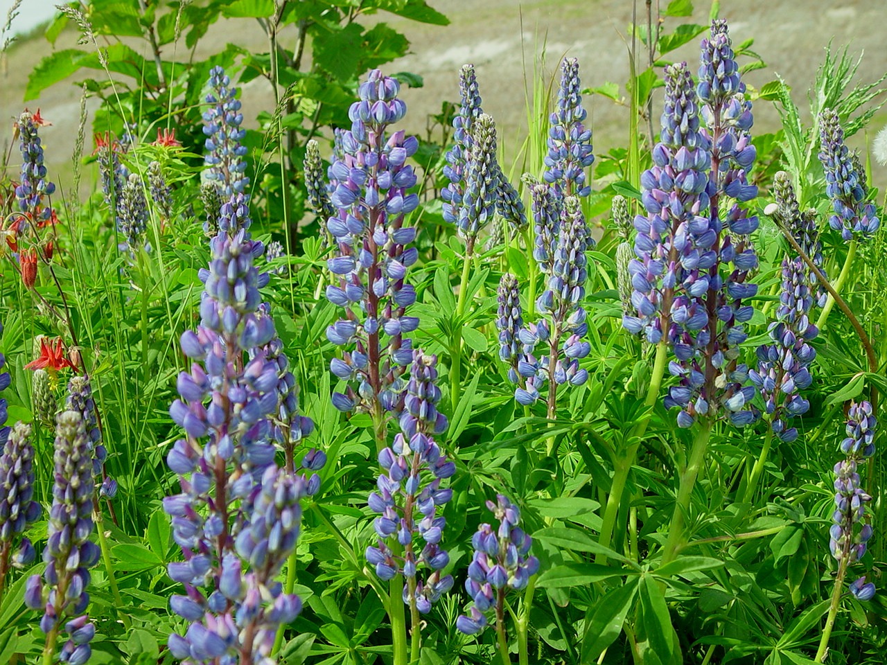 Alaska, Lupinas, Wildflower, Gamta, Violetinė, Žalias, Žydėti, Botanikos, Gėlė, Augimas