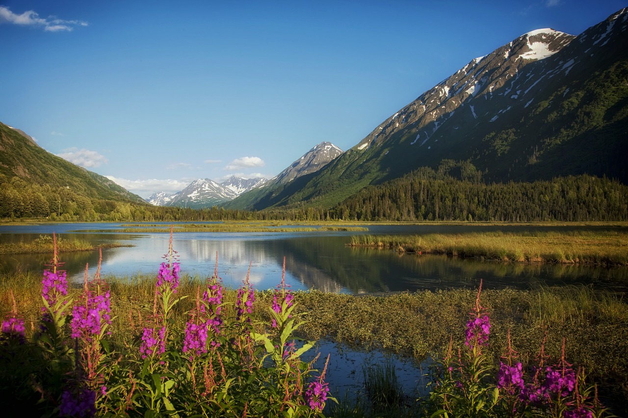 Alaska, Ežeras, Vanduo, Apmąstymai, Kalnai, Sniegas, Gėlės, Laukinės Vasaros Spalvos, Gamta, Lauke