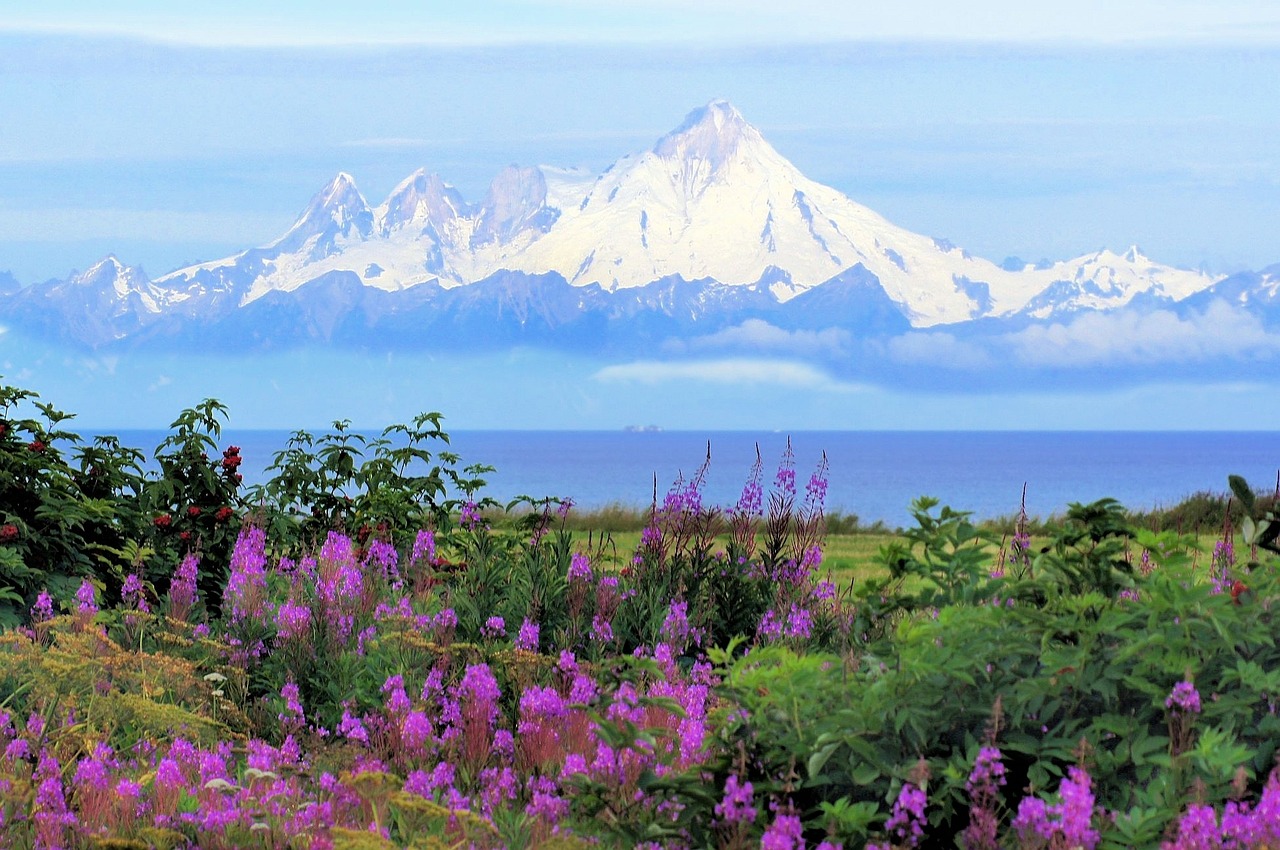 Alaska, Kenia, Mt Iliamna, Vocano, Fireweed, Vasara, Kalnas, Gėlė, Gamta, Kraštovaizdis