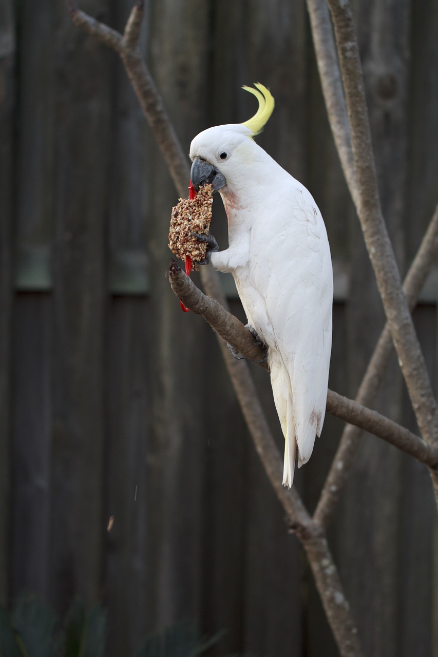 Alba, Gyvūnas, Aviary, Fonas, Snapas, Paukštis, Mėlynas, Neryškus, Cacatua, Nelaisvėje