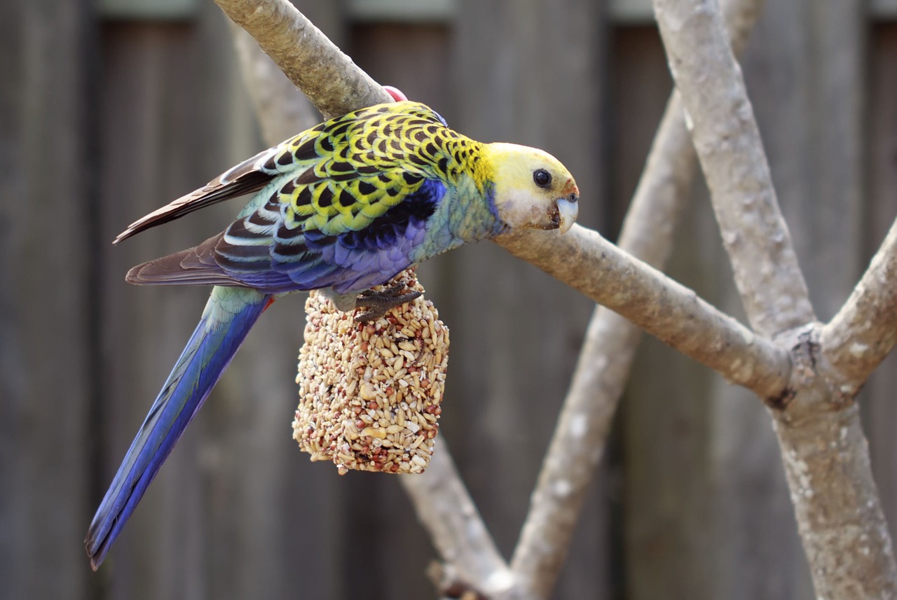 Alba, Gyvūnas, Aviary, Fonas, Snapas, Paukštis, Mėlynas, Neryškus, Cacatua, Nelaisvėje