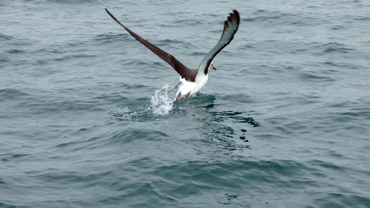Albatross, Bėgimas, Naujoji Zelandija, Paukštis, Jūros Paukštis, Nemokamos Nuotraukos,  Nemokama Licenzija