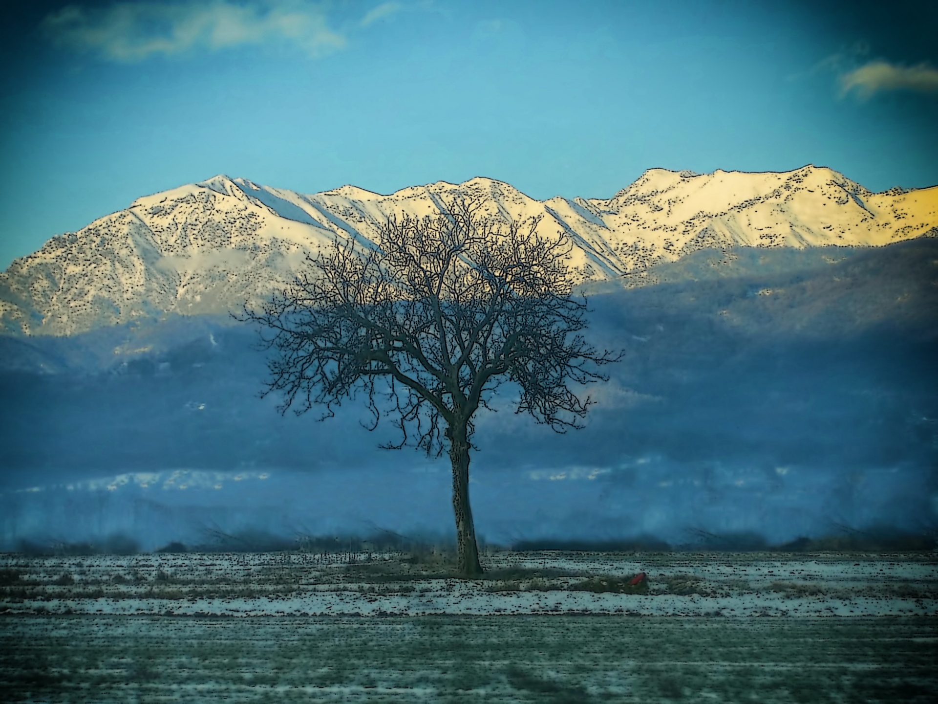 Medis,  Alpės,  Nevaisinga,  Tamsi,  Sniegas,  Šaltas,  Šaltis,  Filialai,  Daug,  Gnarled