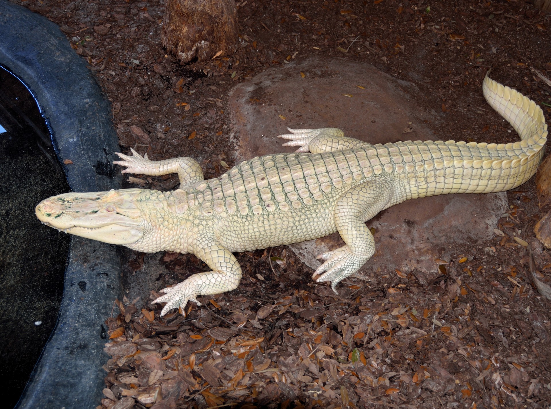 Albino & Nbsp,  Aligatorius,  Aligatorius,  Unikalus,  Zoologijos Sodas,  Gyvūnai & Nbsp,  Rezervas,  Laukinė Gamta,  Ropliai,  Aligatorius & Nbsp