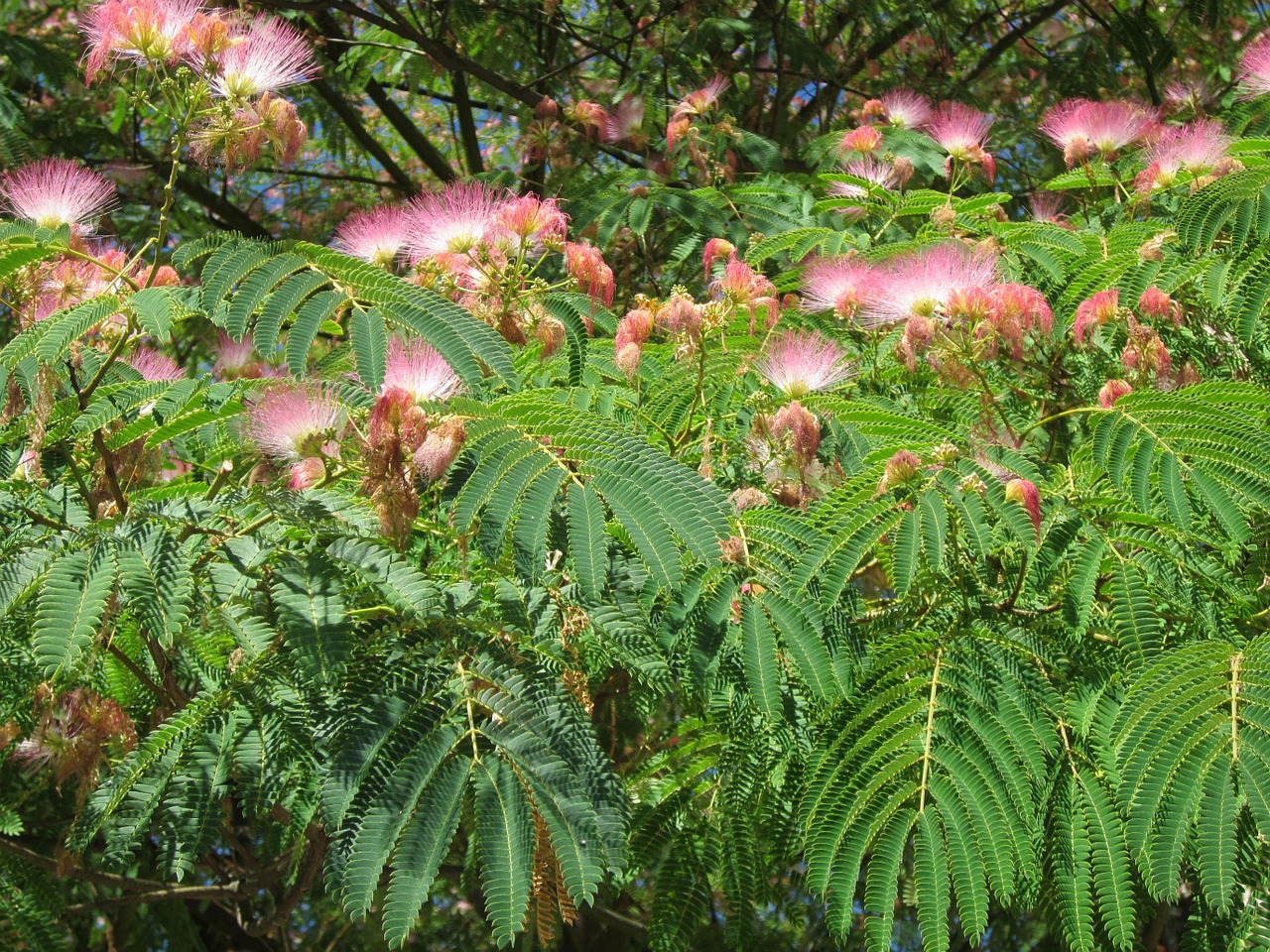 Albizia Julibrissin,  Persų Šilkmedis,  Rožinis Šilkmedis,  Medis,  Šilkmedis,  Gėlės,  Žydi,  Flora,  Botanika,  Augalas