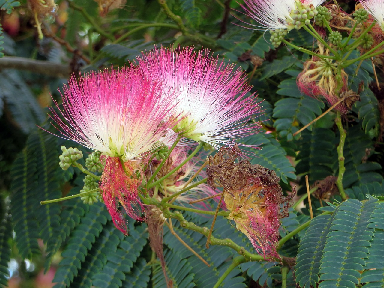 Albizia Julibrissin, Mimosaceae, Rožinės Gėlės, Nemokamos Nuotraukos,  Nemokama Licenzija