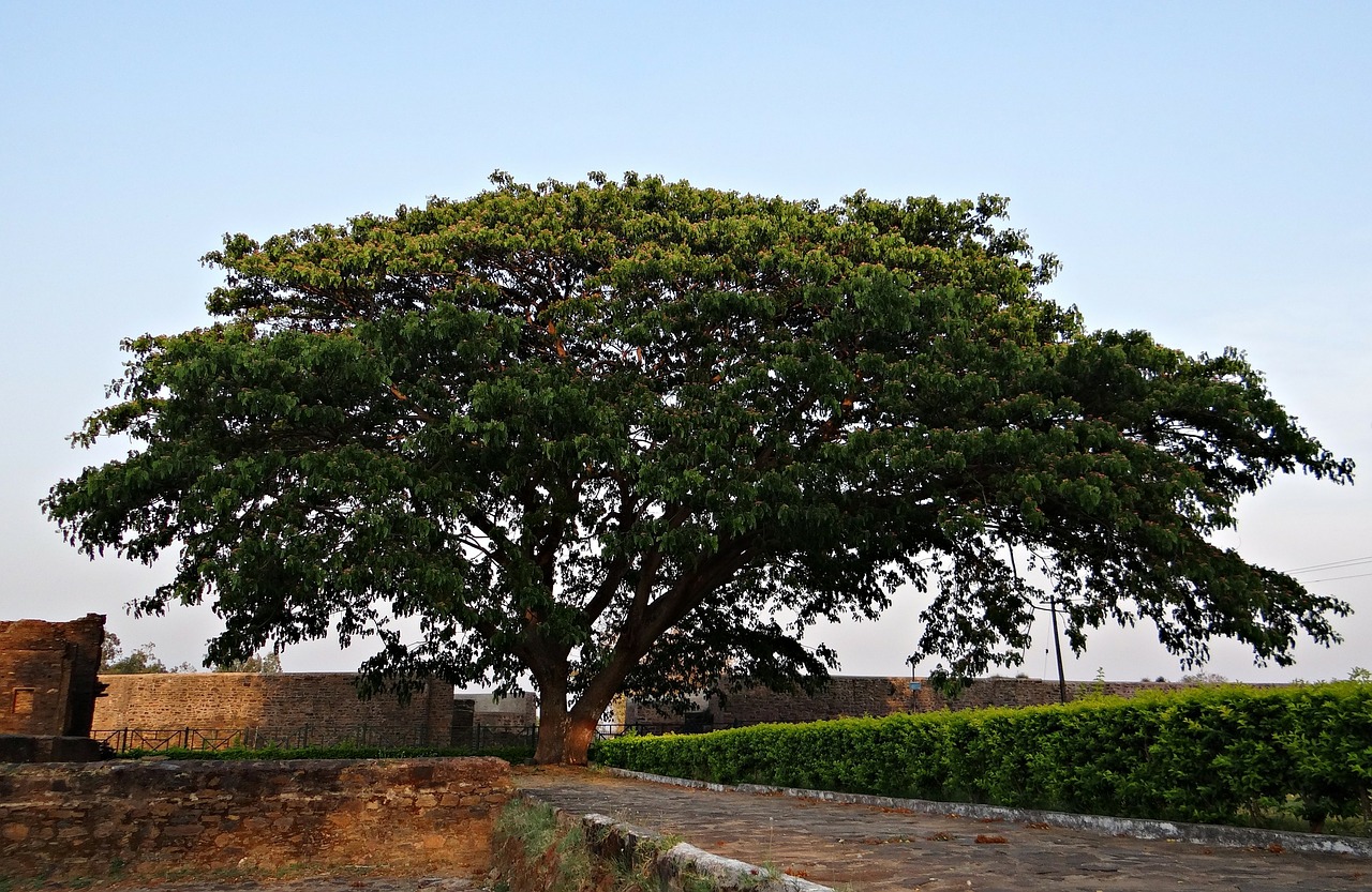 Albizia Saman, Lietaus Medis, Kittur, Karnataka, Indija, Medis, Ekologiškas, Žemdirbystė, Lauke, Aplinka