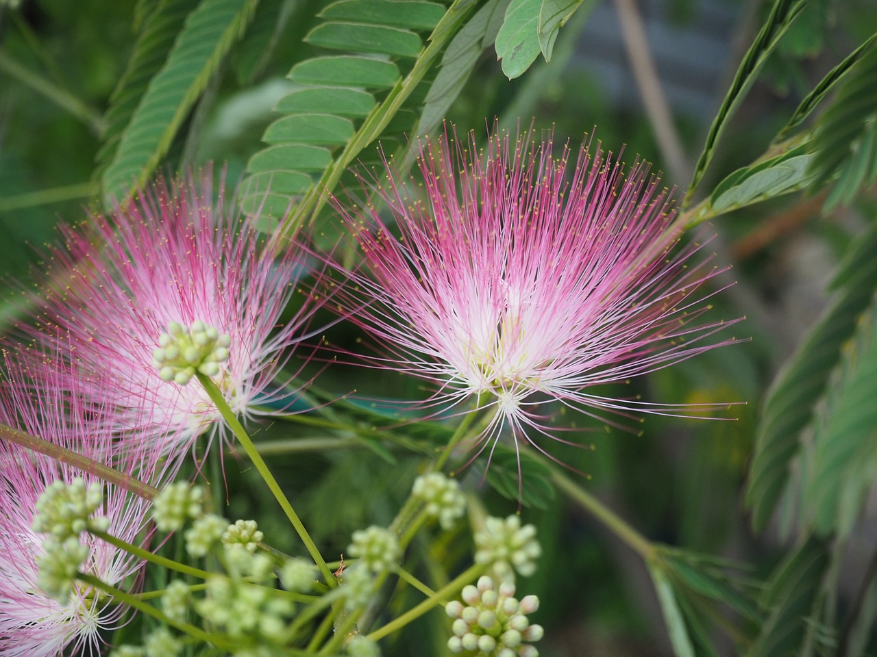 Albizzia Julibrissin, Gėlės, Augalas, Nemokamos Nuotraukos,  Nemokama Licenzija