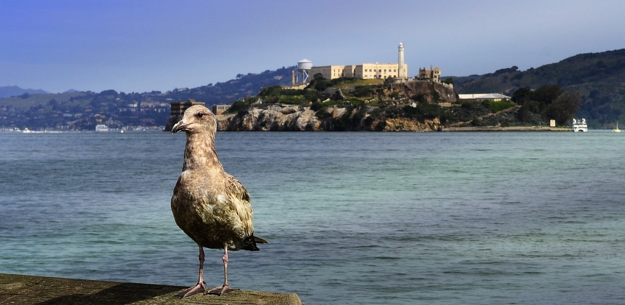Alcatraz, Paukštis, Sala, Kalėjimas, Kajakas, Vandenynas, Turizmas, San, Francisco, Kalifornija