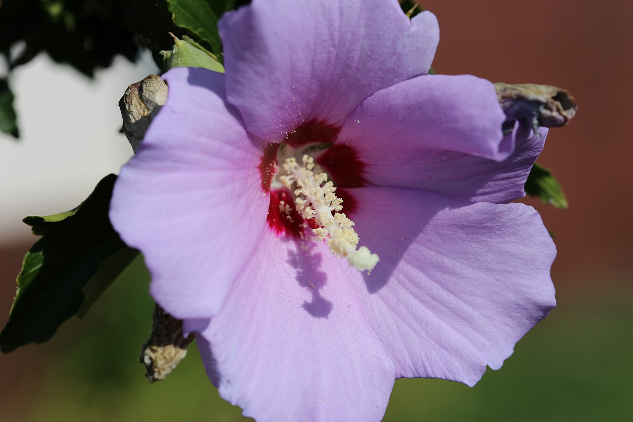 Alcea Rosea, Sodo Zefyras, Žydi, Žiedadulkės, Violetinė, Nemokamos Nuotraukos,  Nemokama Licenzija