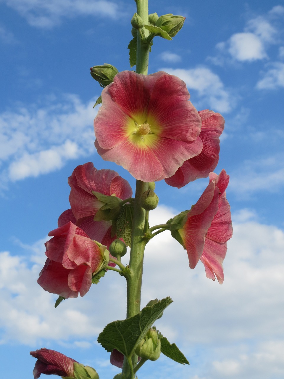 Alcea Rosea, Paprastas Šokoladas, Wildflower, Flora, Botanika, Augalas, Žiedas, Makro, Nemokamos Nuotraukos,  Nemokama Licenzija