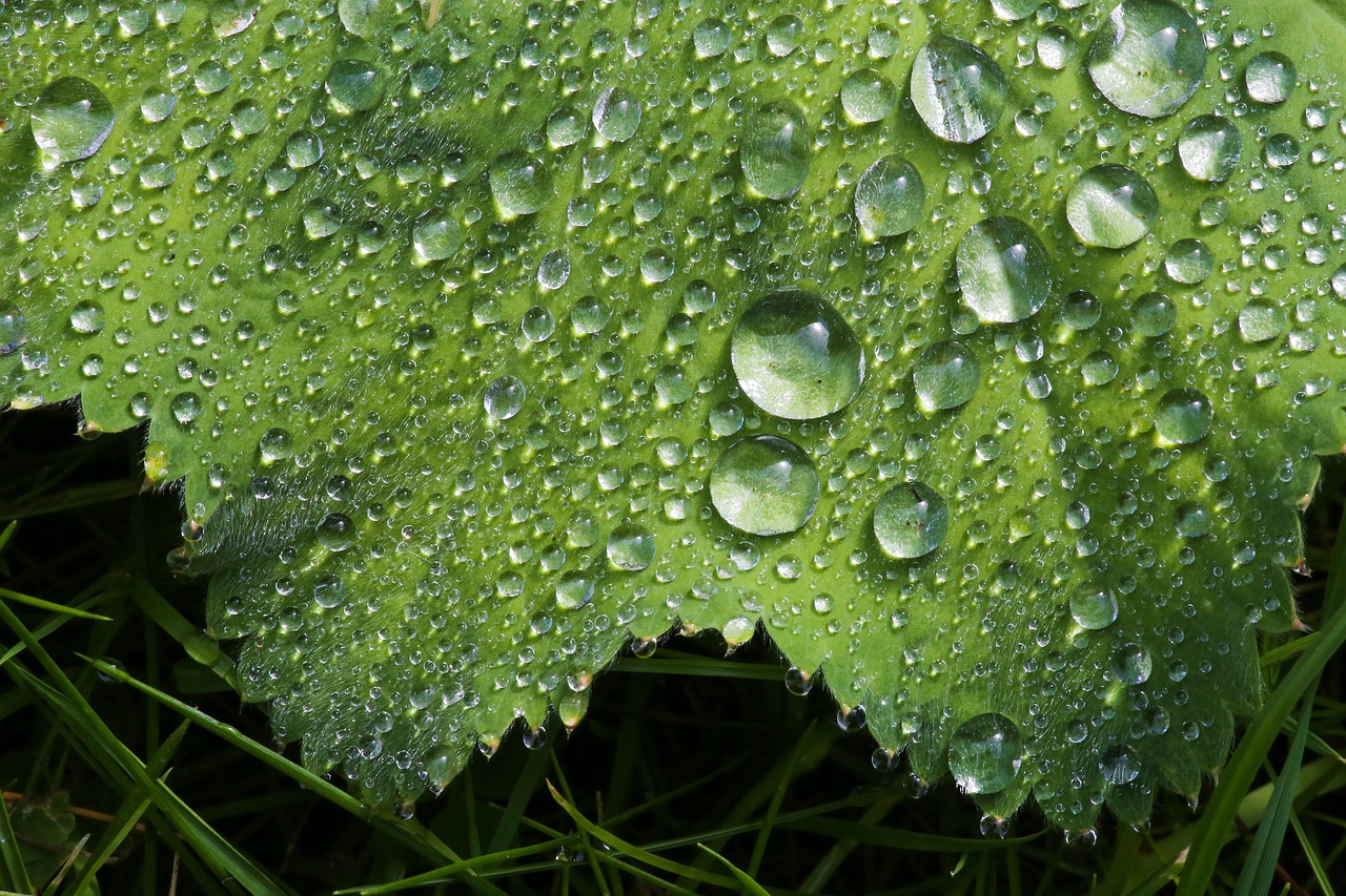 Alchemilla Mollis, Moteriškos Mantijos, Lietaus Lašai, Atspindys, Spindesys, Žalias, Lapai, Žolelių, Sodas, Šviežias