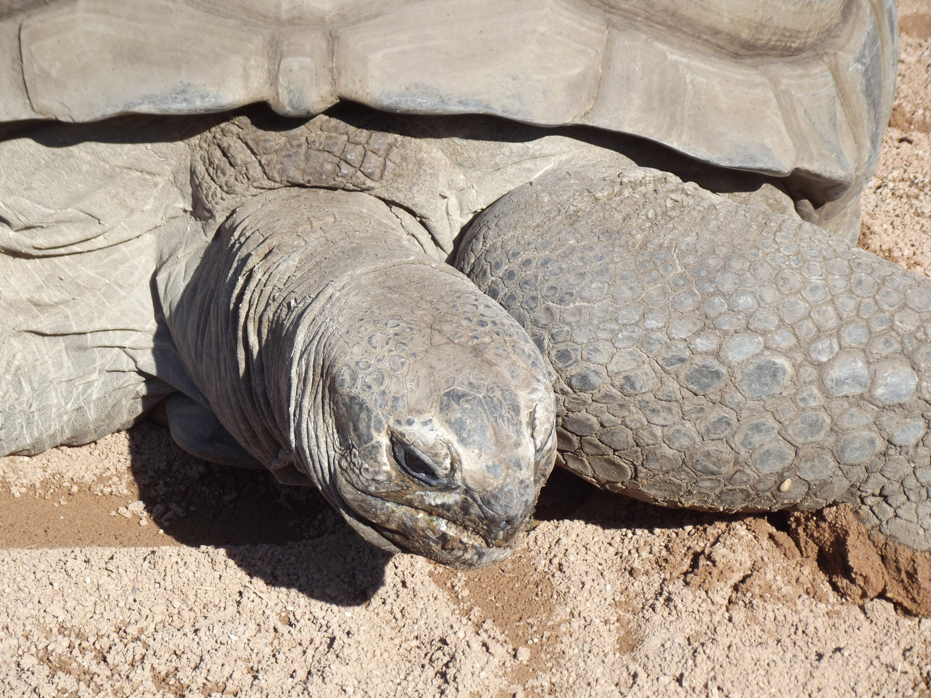 Aldabra & Nbsp,  Vėžlių,  Aldabra,  Vėžlys,  Aldabros Vėžliai - Arti, Nemokamos Nuotraukos,  Nemokama Licenzija