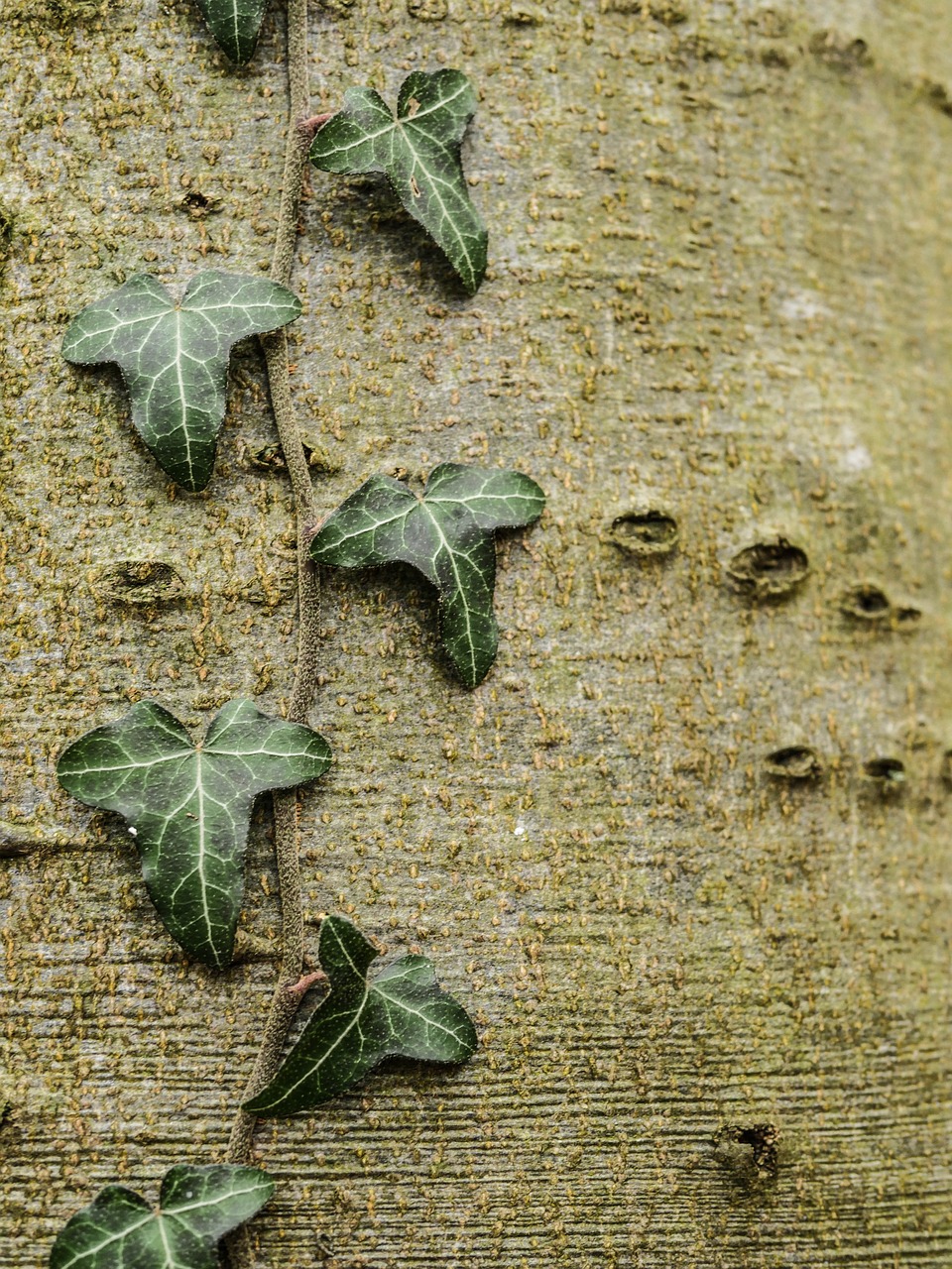 Alksnis, Ivy Gentis, Medis, Gamta, Žievė, Tylus, Vis Dar, Lapai, Ruduo, Lapuočių Medis