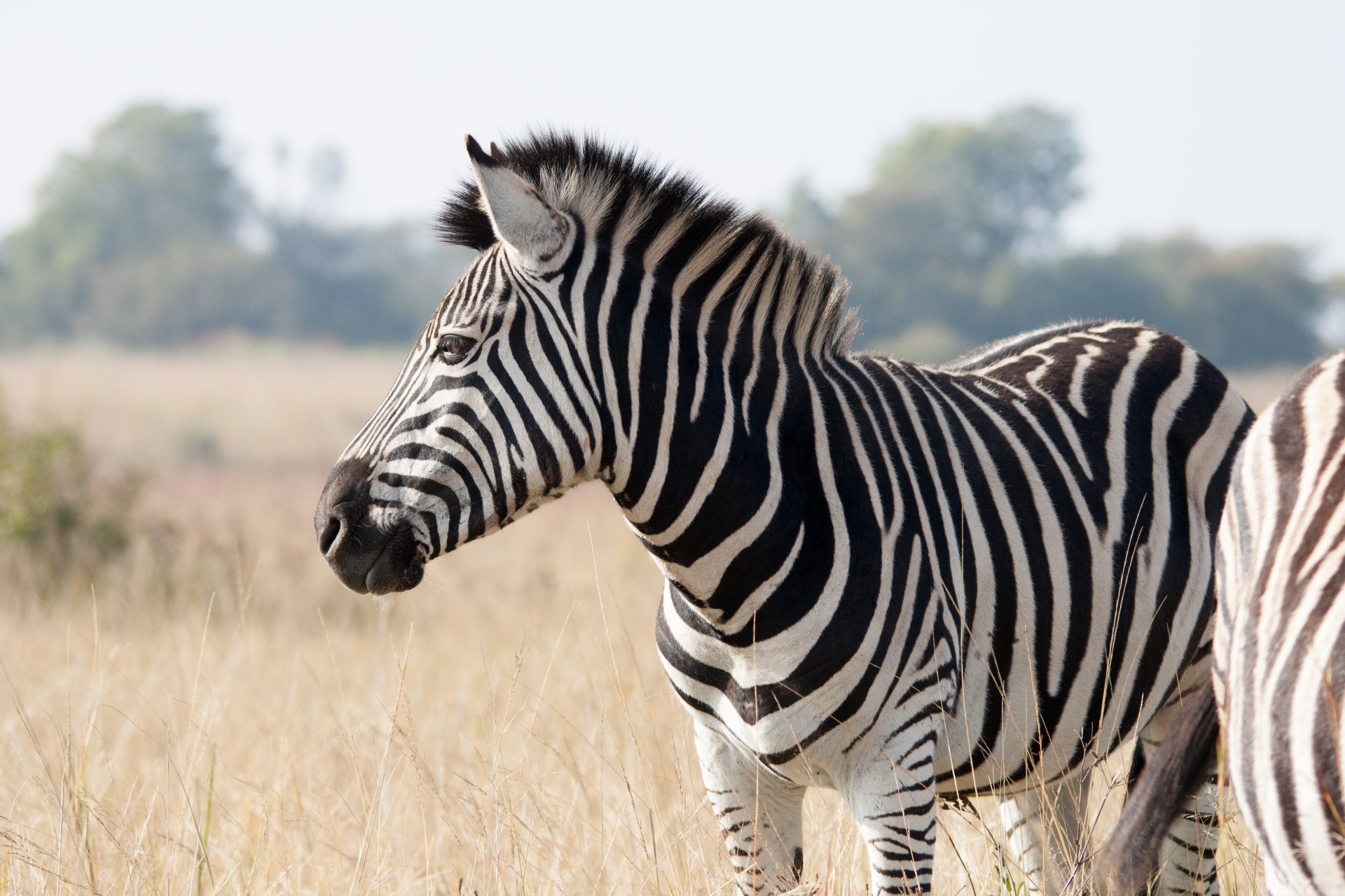 Gyvūnas,  Žaidimas,  Žinduolis,  Laukiniai,  Zebra,  Veidas,  Arkliai,  Žolėdis,  Juoda,  Balta