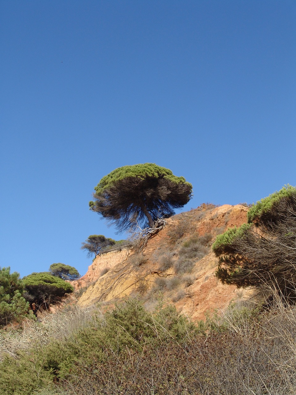 Algarve, Medis, Dangus, Kranto, Gamta, Portugal, Nemokamos Nuotraukos,  Nemokama Licenzija