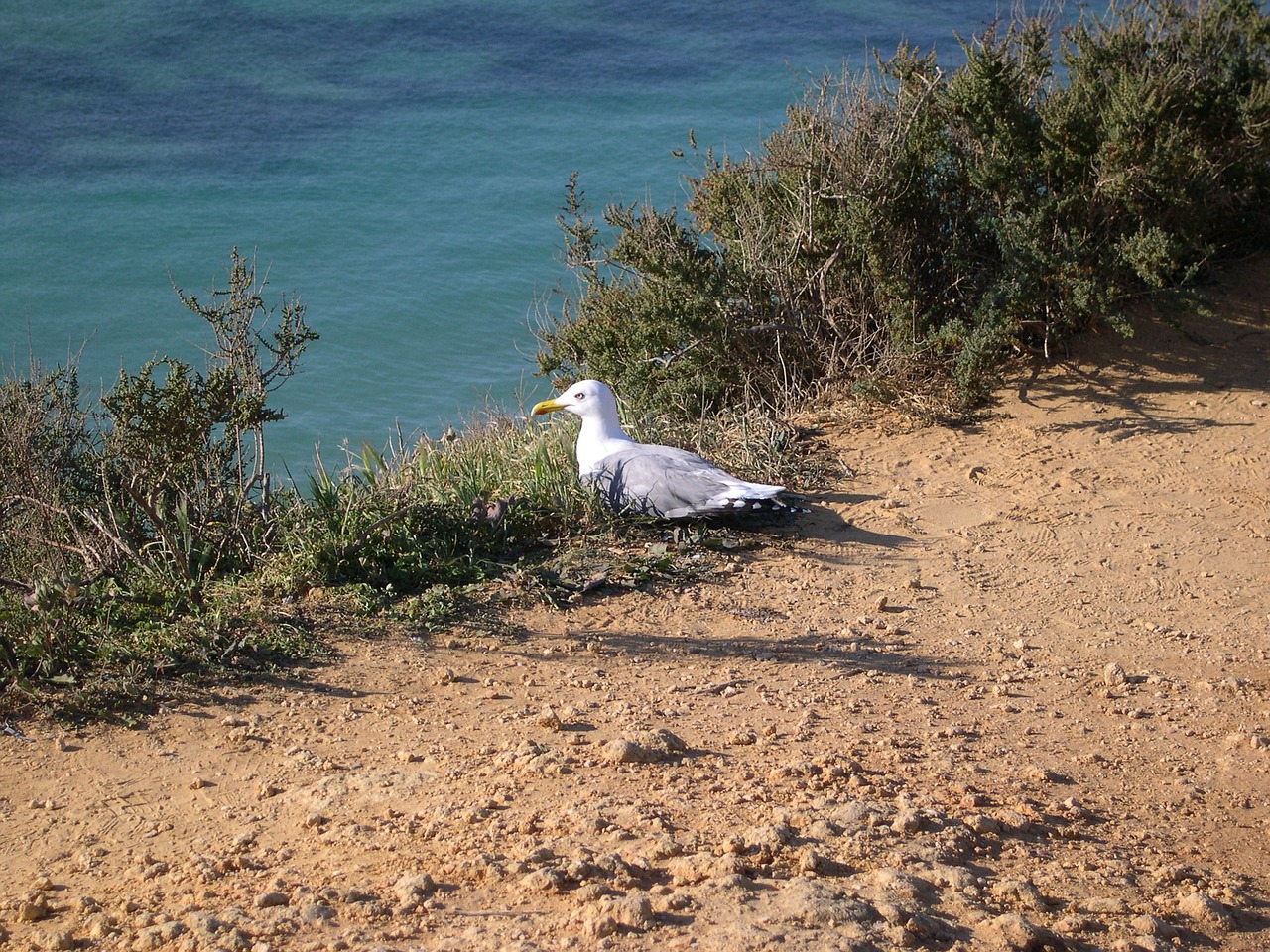 Algarve,  Portugal,  Kepuraitė, Nemokamos Nuotraukos,  Nemokama Licenzija