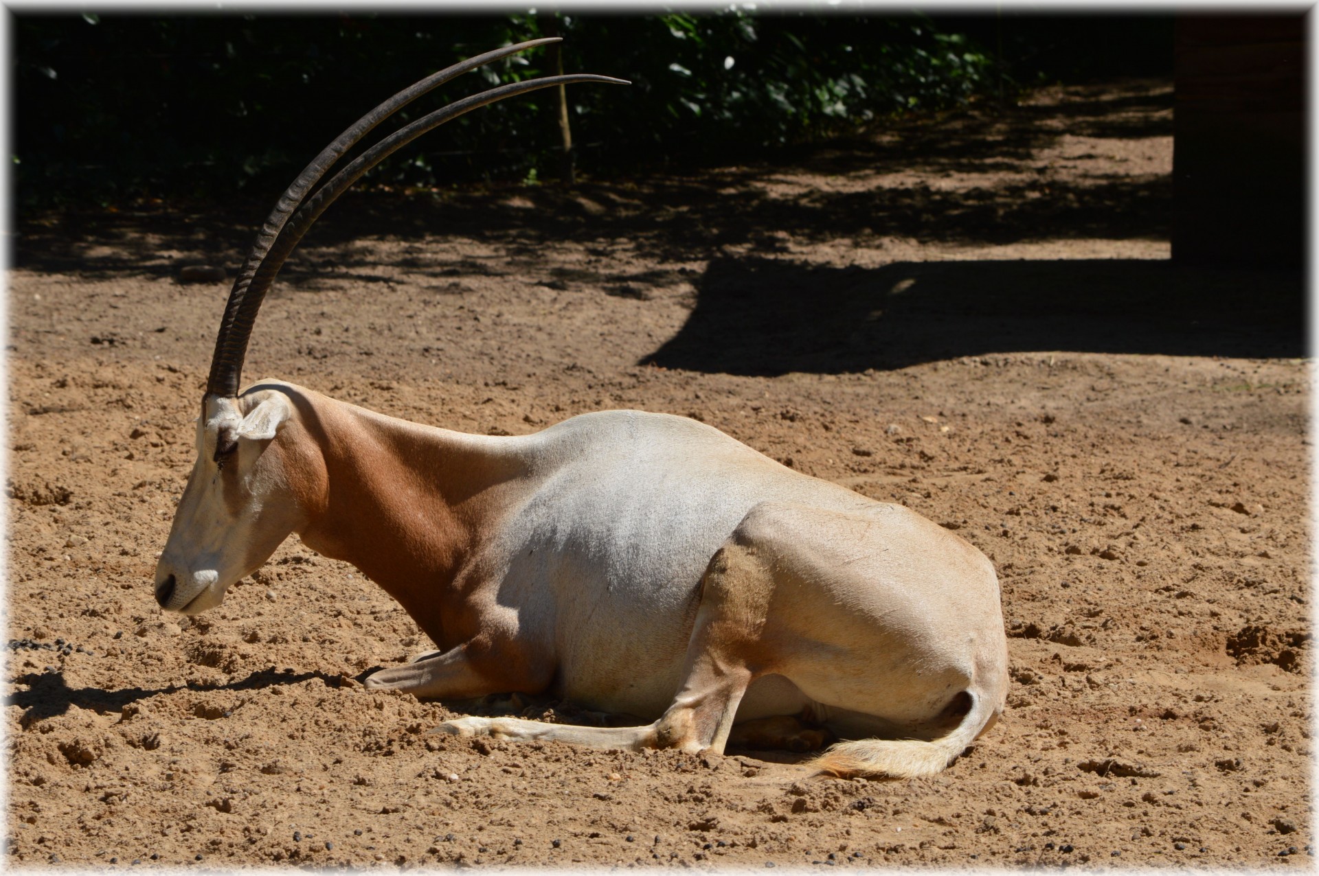 Antilopė,  Scimitar & Nbsp,  Oryx,  Žolė,  Krūmai,  Savana,  Gyvūnas,  Laukiniai,  Natūralus,  Išnykęs