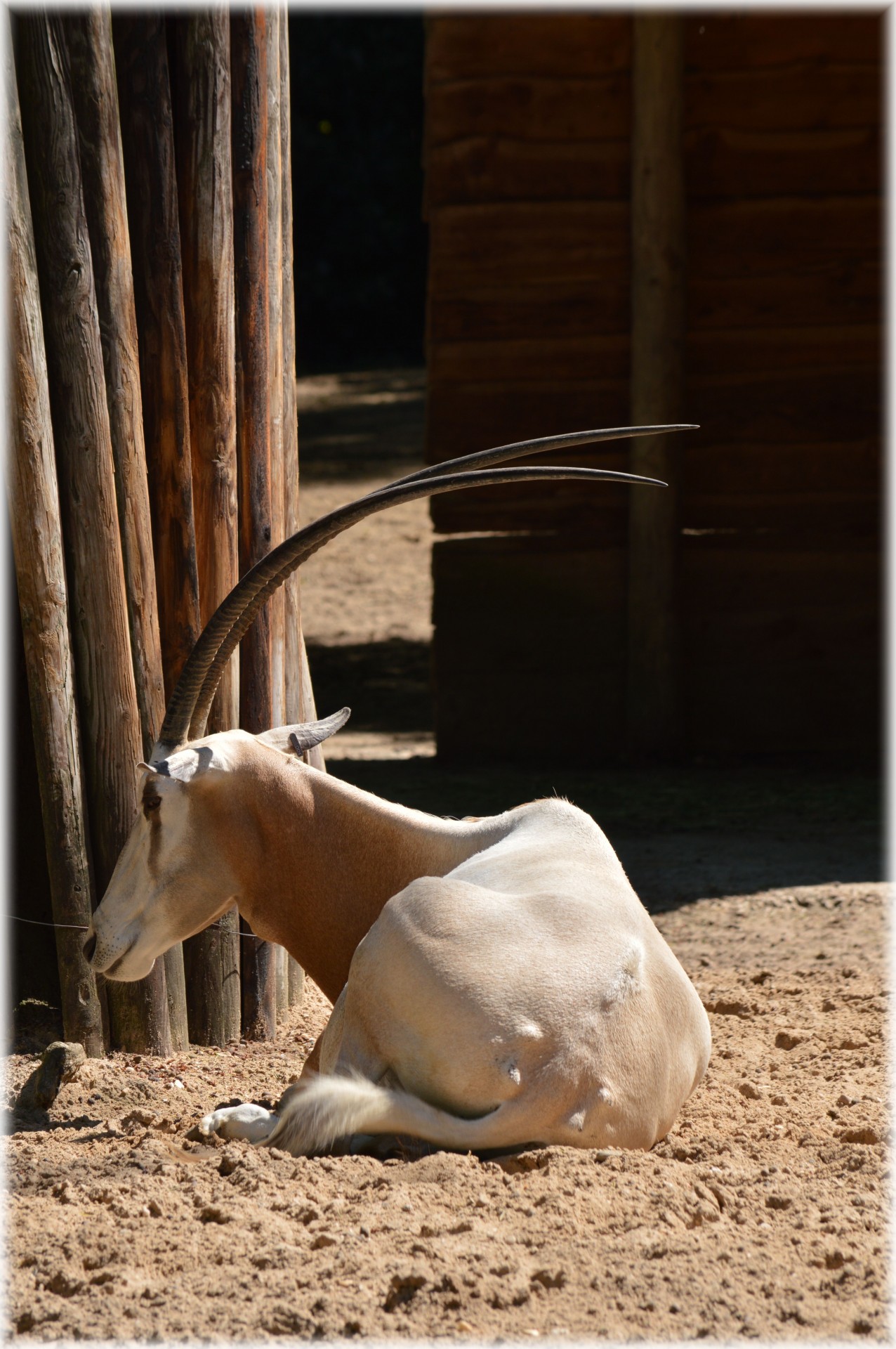 Antilopė,  Scimitar & Nbsp,  Oryx,  Žolė,  Krūmai,  Savana,  Gyvūnas,  Laukiniai,  Natūralus,  Išnykęs