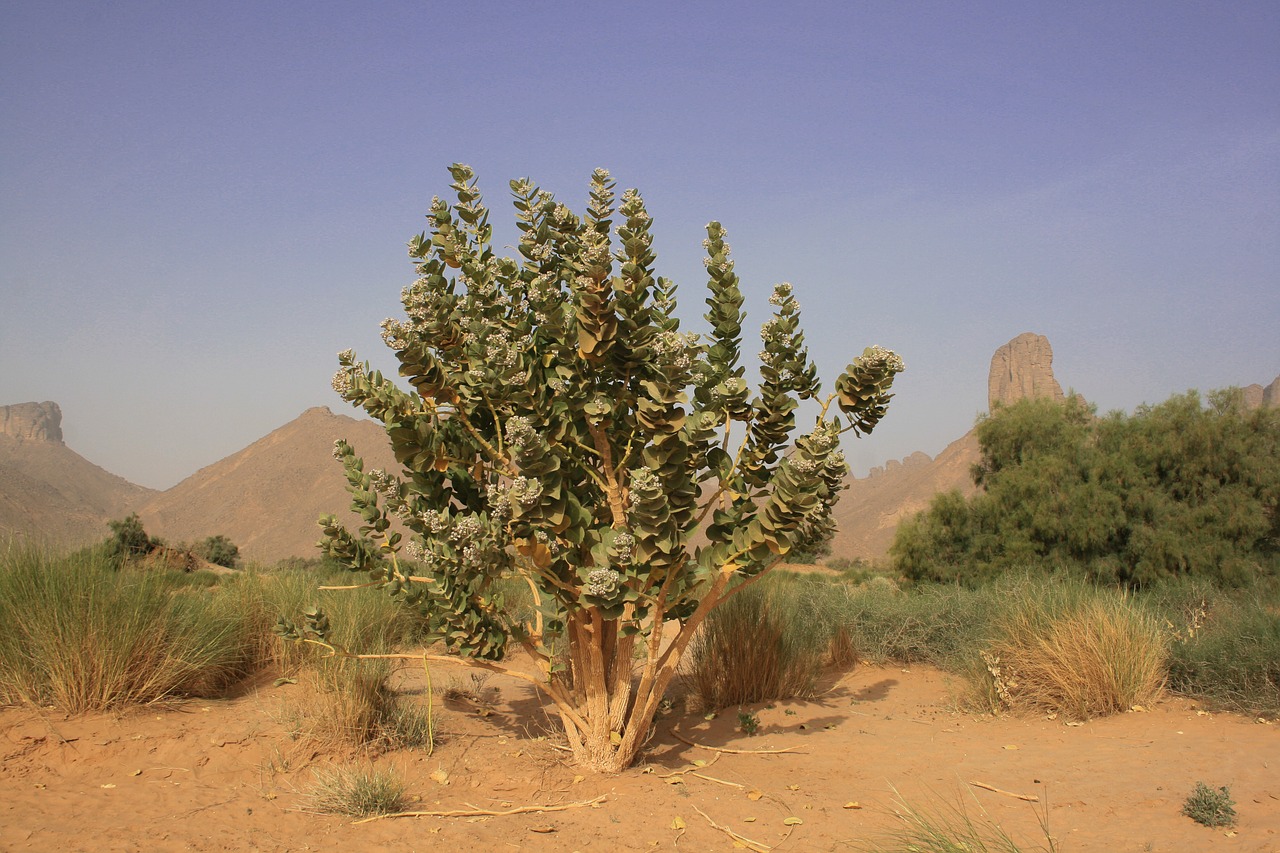 Algeria, Sahara, Dykuma, Tropinė Augmenija, Nemokamos Nuotraukos,  Nemokama Licenzija