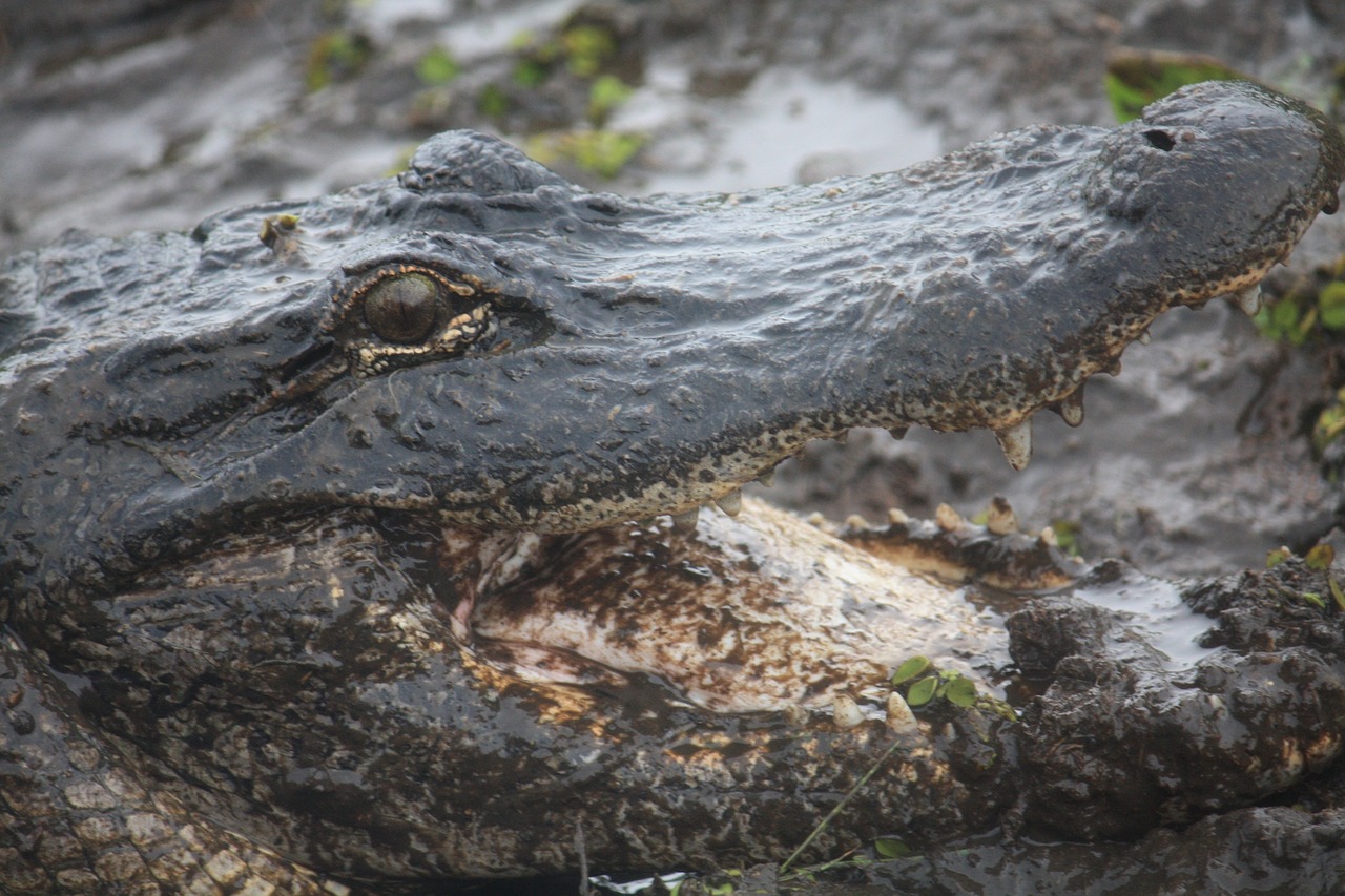 Bayou, Luiziana, Aligatorius, Ropliai, Fauna, Plėšrūnas, Galva, Dantys, Pavojus, Nemokamos Nuotraukos