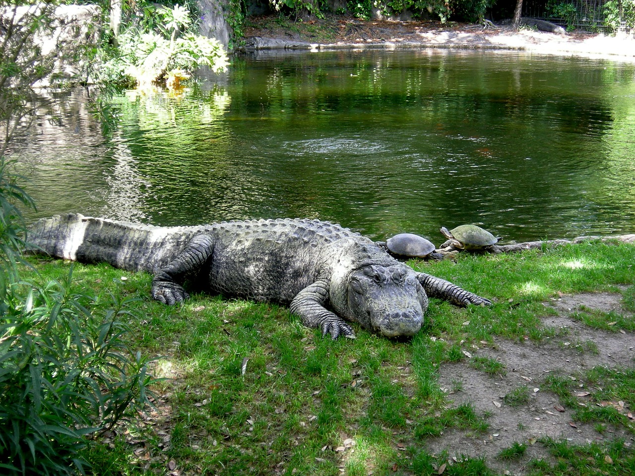 Aligatorius, Krūmų Sodai, Zoologijos Sodas, Gyvūnas, Gyvūnai, Laukinė Gamta, Florida, Vanduo, Aligatorius, Ežeras