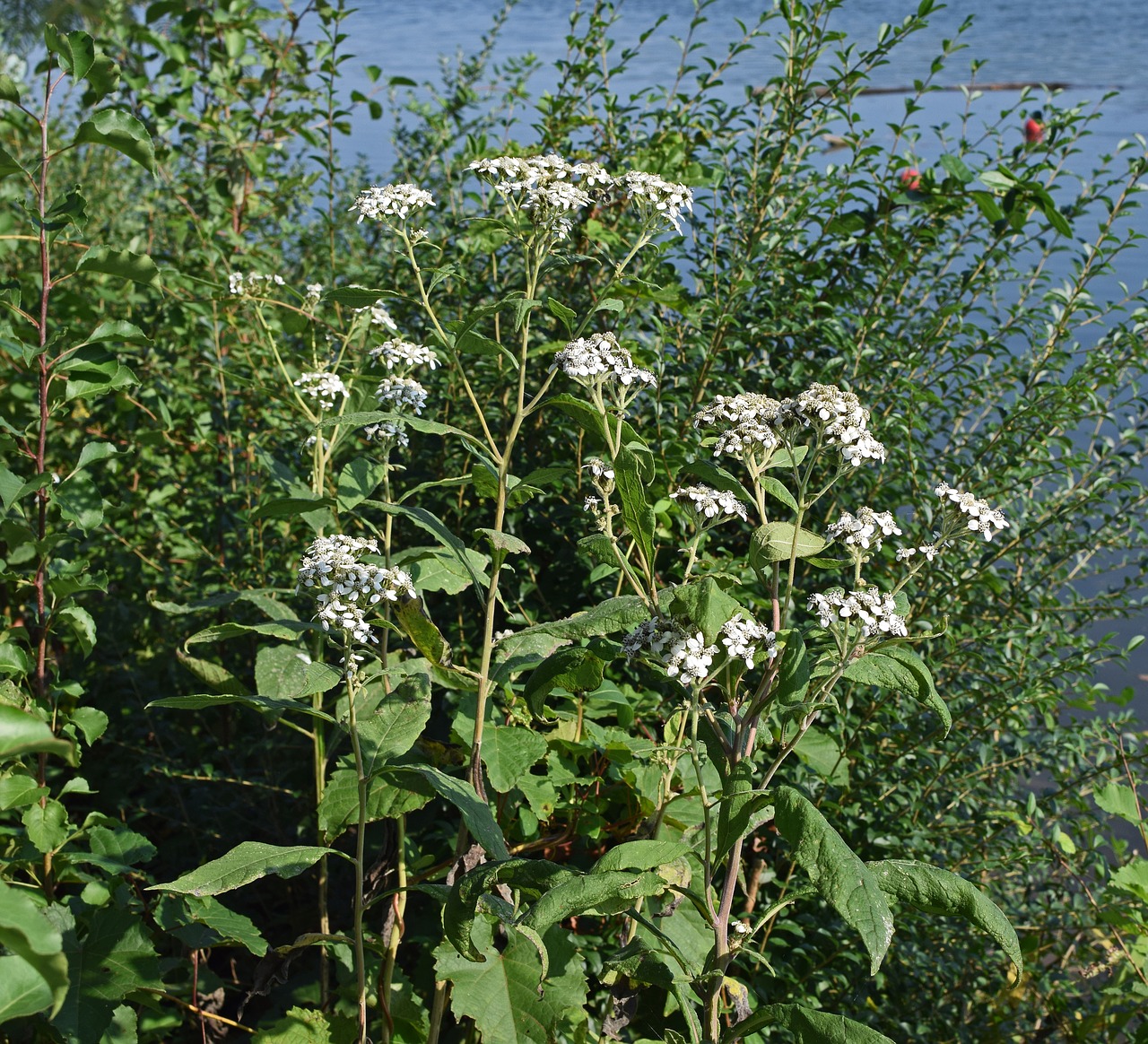 Visi Boneset, Gėlė, Wildflower, Žiedas, Žydėti, Augalas, Gamta, Balta, Juoda, Aukštas