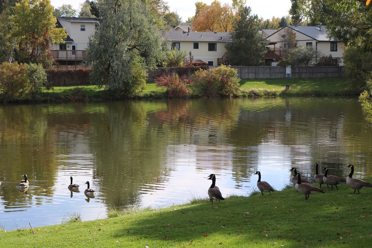 Allen Parkas, Greeley, Colorado, Suvirinimo Apskritis, Parkas, Medžiai, Ežeras, Žąsys, Ruduo, Mėlynas Dangus