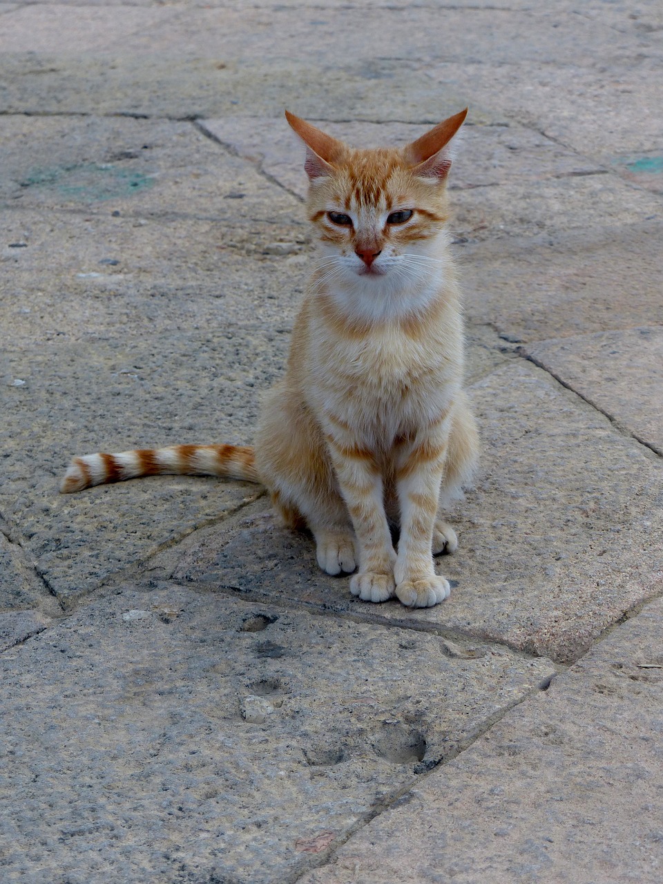 Alėja Katė, Strays, Raudona Galva, Nemokamos Nuotraukos,  Nemokama Licenzija