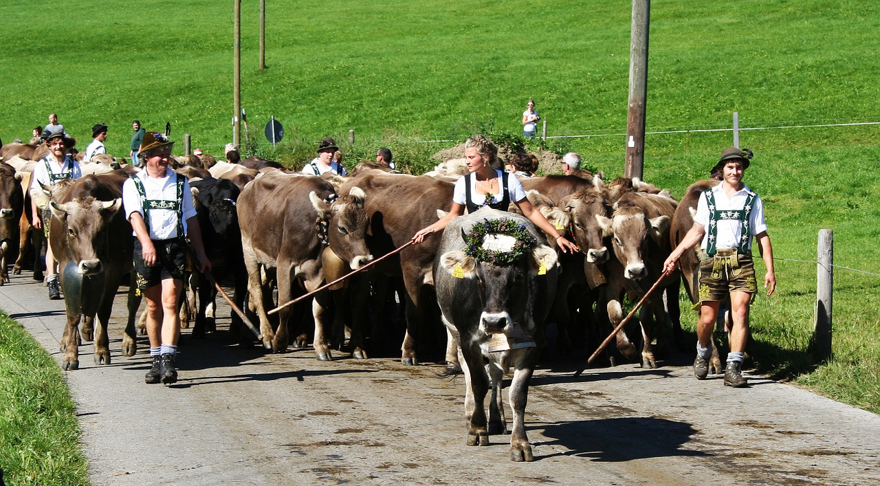 Allgäu, Bavarija, Karvės, Viehscheid, Almabtrieb, Karvė, Muitinės, Rudasis Sviesas, Tradicija, Žemdirbystė