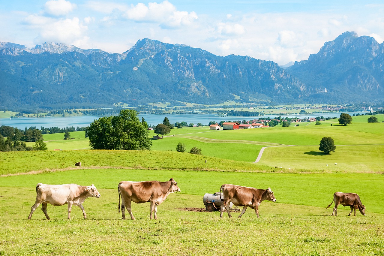 Allgäu, Ostallgäu, Bavarija, Kalnai, Kalnų, Tegelberg, Pasivalu, Bavarijos Alpės, Alpių, Gamta