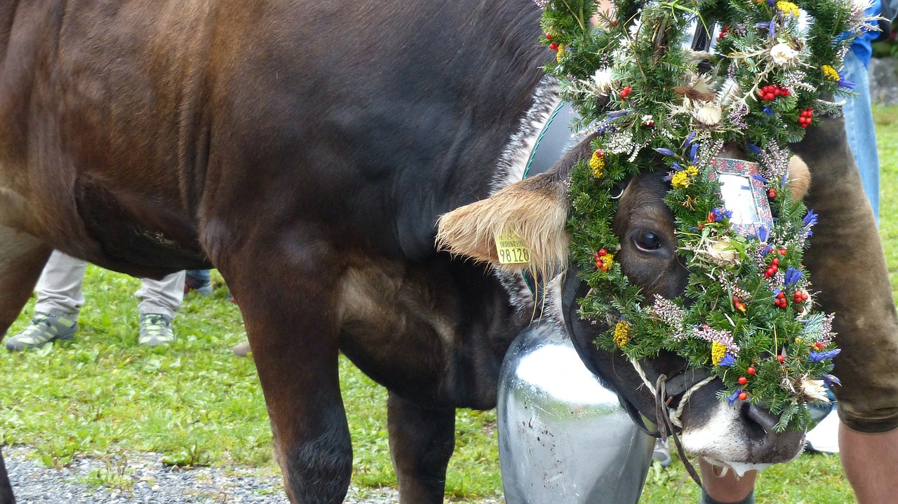 Allgäu, Nesselwang, Viehscheid, Karvė, Galvos Apdangalai, Nemokamos Nuotraukos,  Nemokama Licenzija